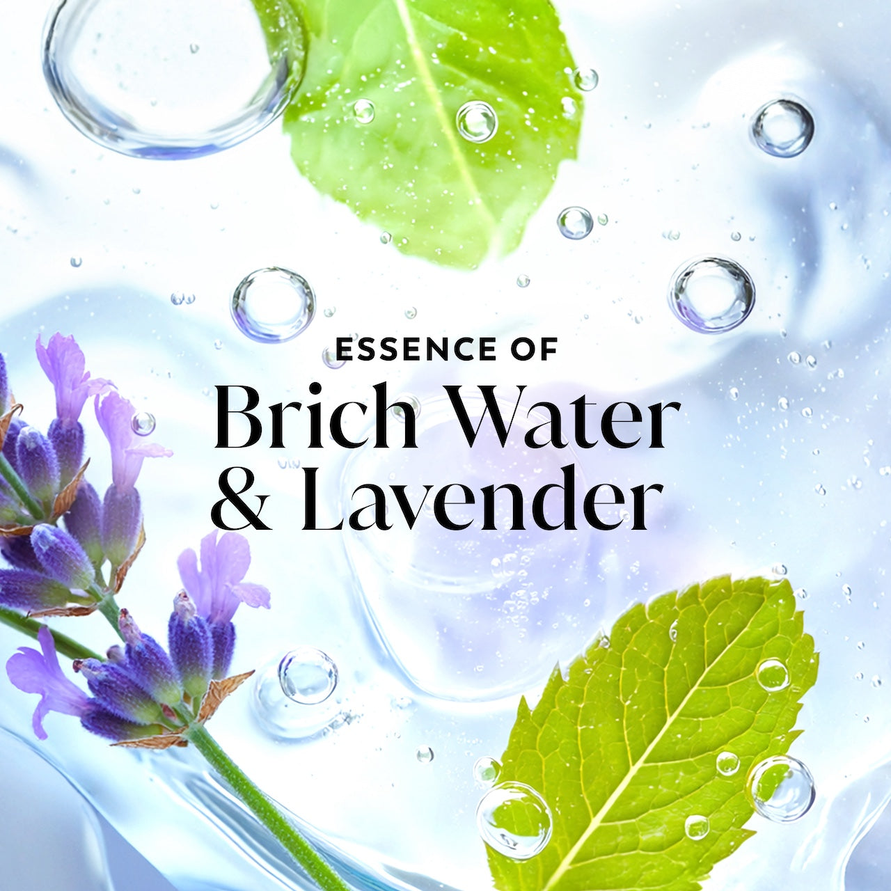 Olay Fresh Radiance Body Wash · Essence of Birch Water and Lavender · 22oz